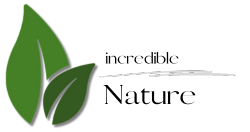 WordPress – Content Management